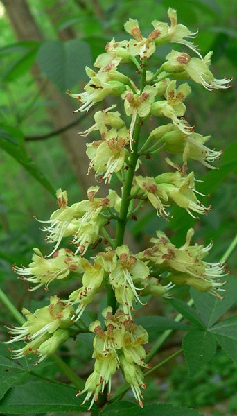{Aesculus glabra}